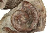 Free-Standing Fossil Ammonite Display - France #227341-3